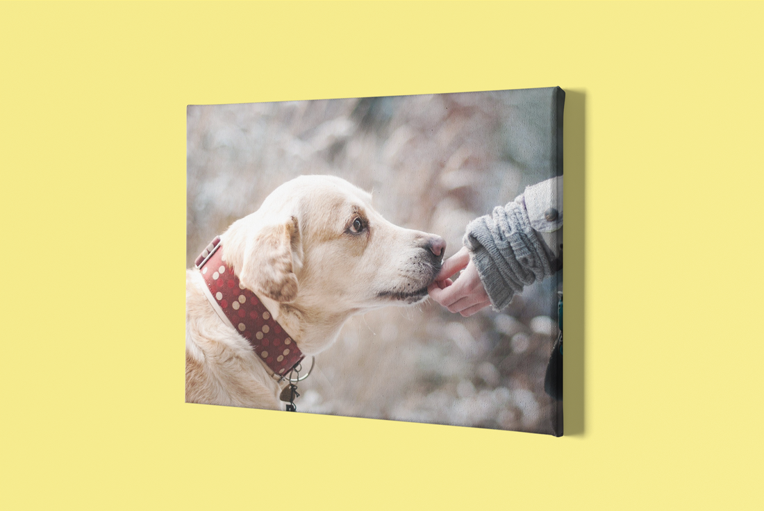 Print Your Pet Portraits on Canvas